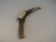 Fallow deer stag for sale  KING'S LYNN
