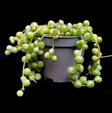Senecio rowleyanus variegata for sale  LEIGH