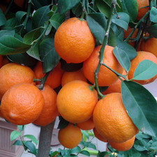 Citrus tree red for sale  UK