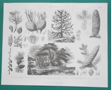 Trees botany spruce for sale  Manassas