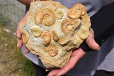 Magnifique bloc ammonites d'occasion  Pont-à-Mousson