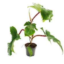 Exotenherz philodendron squami gebraucht kaufen  Zweibrücken