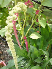 Amaranth mischung 100 gebraucht kaufen  Bleialf