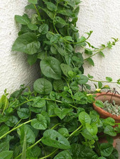 Malabar spinach seeds for sale  LONDON