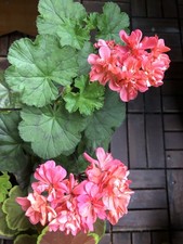 Pelargonie mini paul gebraucht kaufen  Reinbek