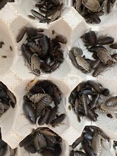 Lobster roach 250ct for sale  USA