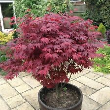 Japanese purple maple for sale  NEWTOWNARDS