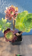 Mix rose aeonium for sale  Los Angeles