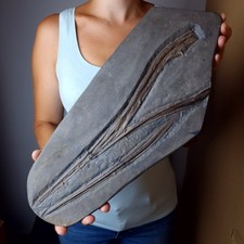 Ichthyosaurus holzmaden fossil gebraucht kaufen  Nürtingen