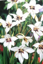 Flower bulbs spring for sale  MELTON MOWBRAY