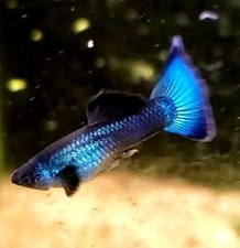 Blue peacock moscow for sale  Bayview