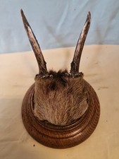 Klein geweih gebraucht kaufen  Plauen
