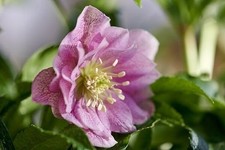 Hellebore viv healthy for sale  COCKBURNSPATH