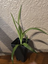 Green spider plant for sale  Iowa Falls