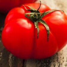 Beefsteak tomato seeds for sale  Minneapolis