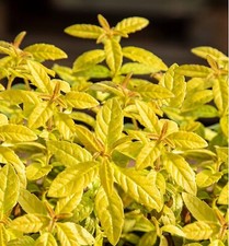 Aloysia golden wind for sale  BECCLES