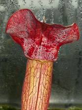 Sarracenia alata a22 for sale  GRAVESEND