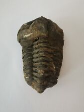 Trilobite maroc d'occasion  Castelnau-le-Lez