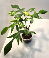 beautiful plant for sale beautiful plant for sale EXETER
