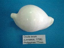 ovula ovum d'occasion  Conty