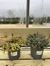 Large thyme herb for sale  DEREHAM