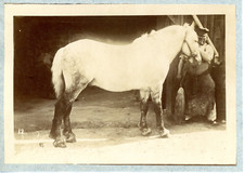 ecurie cheval d'occasion ecurie cheval d'occasion  Pagny-sur-Moselle