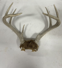 Nice 4x3 whitetail for sale  Tecumseh