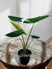 Exotic elegance wild for sale  USA