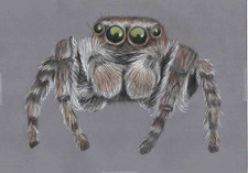 Original coloured pencil for sale  SOUTHSEA