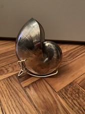 Conchiglia nautilus falcone usato  Torino