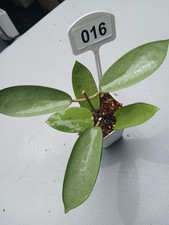 016 hoya dollar for sale  Lutz