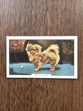 Tibetan spaniel trading for sale  Homestead