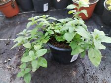 Bananen minze mentha gebraucht kaufen  Langenleuba-Niederhain