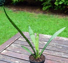 Sansevieria trif silver gebraucht kaufen  Oldenburg (Oldenburg)