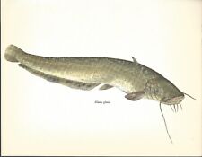 Beautiful catfish wels for sale  FORDINGBRIDGE