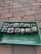 Kakteen kaktus astrophytum gebraucht kaufen  Bedburg-Hau