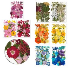 Fiori secchi veri usato  Spedire a Italy