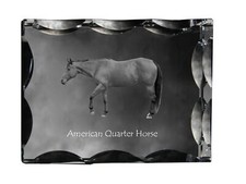 Quarter horse américain d'occasion  Expédié en France