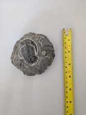Trilobite fossil approximately for sale  GREAT YARMOUTH