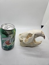 Real north american for sale  Knoxville