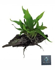 Java fern small for sale  EXETER