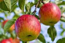Fuji apple tree for sale  Titusville