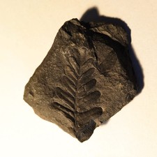 Feuille fougère fossilisée d'occasion  Juliénas