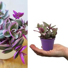 Tradescantia nanouk 20cm for sale  GLASGOW