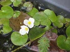 Froschbiss hydrocharis morsus gebraucht kaufen  Waiblingen