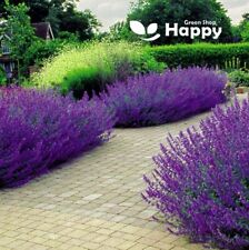 Catmint catnip 300 for sale  DONCASTER