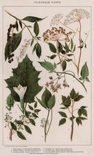 Poisonous plants genuine d'occasion  Expédié en Belgium