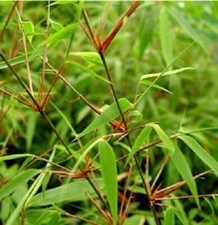 Fargesia rufa sunset for sale  Eugene