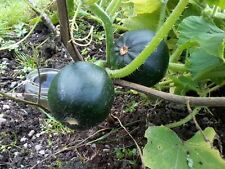 Squash little gem for sale  SALISBURY
