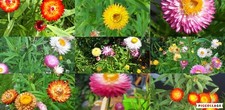 Strohblume mischung blumensame gebraucht kaufen  Wilhelmshaven